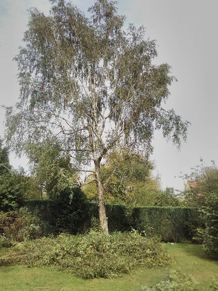 élagage abattage d'arbre meaux